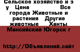 Сельское хозяйство и з/у › Цена ­ 2 500 000 - Все города Животные и растения » Другие животные   . Ханты-Мансийский,Югорск г.